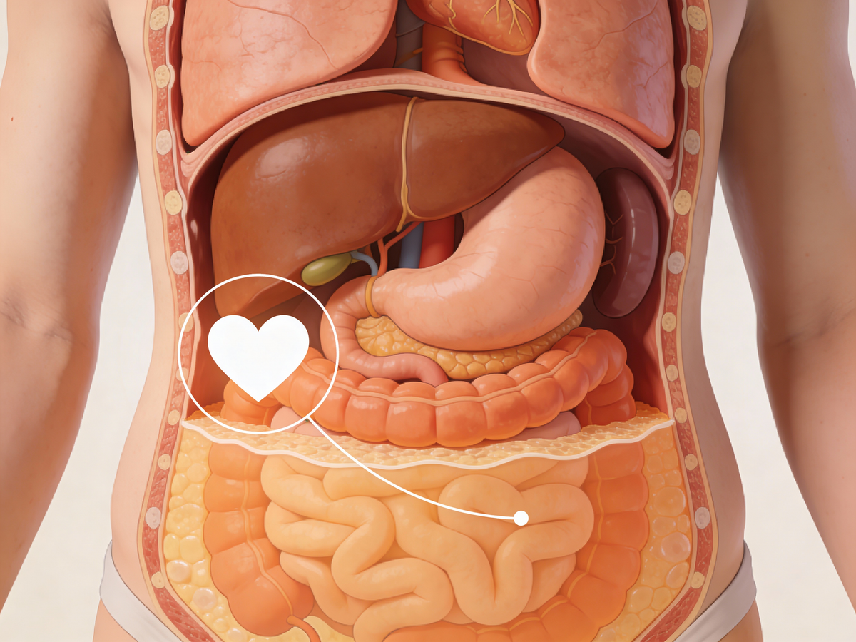 Ilustracja tłuszczu trzewnego w jamie brzusznej wpływającego na zdrowie i wynik whtr
